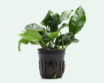 Anubias Nana Easy Beginner Aquatic Plant, Planted Aquarium Tank, Terrarium