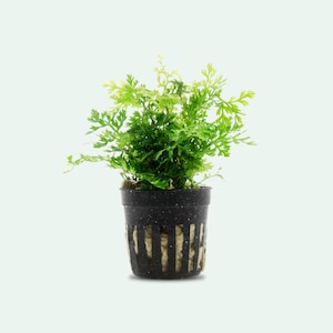 Bolbitis Difformis Mini - Baby Leaf Fern Potted, Live Aquarium Plants for Freshwater Fish Tank, Easy Aquarium Fern Plant for Planted Tank