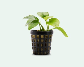 Anubias Nana Golden Live Aquarium Plants, Easy Beginner Aquatic Plant, Betta Fish Tank Decoration, Gift for Aquascaper and Aquarist