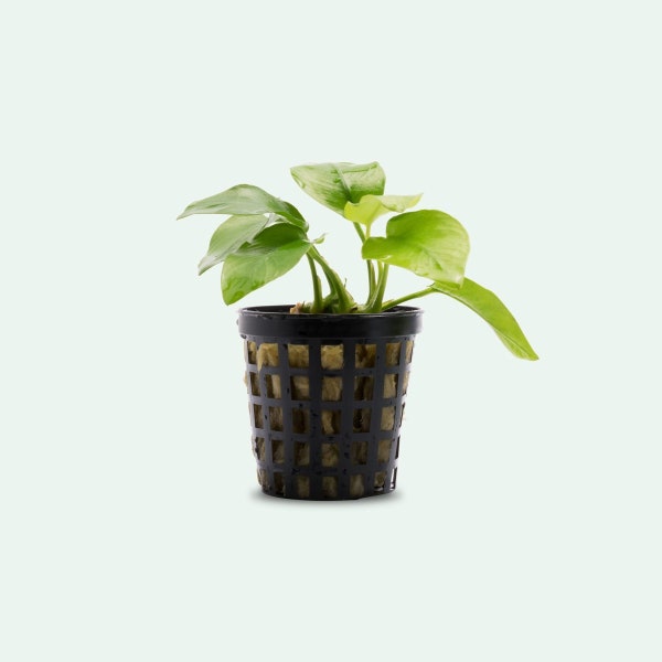 Anubias Nana Golden Live Aquarium Plants, Easy Beginner Aquatic Plant, Betta Fish Tank Decoration, Gift for Aquascaper and Aquarist