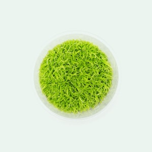 Aquarium Carpet Plants – Utricularia Graminifolia Carnivorous Plant for Planted Aquariums, Terrariums and Aquascaping