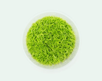 Utricularia Graminifolia Tissue Culture, Carpeting Carnivorous Plant for Planted Tank, Terrarium, Paludarium or Vivarium, Fish Tank Decor