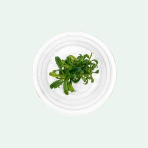 Anubias Minima Dragon Claw Easy Live Aquatic Plants, Live Aquarium Plants, Plant for Terrarium and Vivarium, Fish Tank Decor, Aquarium Decor