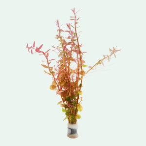 May include: A bunch of red and green aquatic plants in a small white pot. The plants are arranged in a cluster and have a delicate, feathery appearance.
