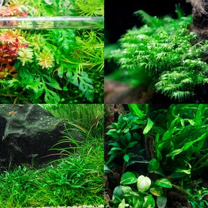 5 Easy Aquatic Plants, Assorted Low Light Aquarium Plant, Live Freshwater Plant Beginner Pack - Aquascaping & Freshwater Planted Aquariums