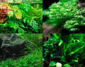 5 Easy Aquatic Plants, Assorted Low Light Aquarium Plant, Live Freshwater Plant Beginner Pack - Aquascaping & Freshwater Planted Aquariums