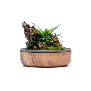 May include: A small wooden bowl with a gray rim, containing a miniature indoor garden with green plants, moss, and a piece of driftwood.