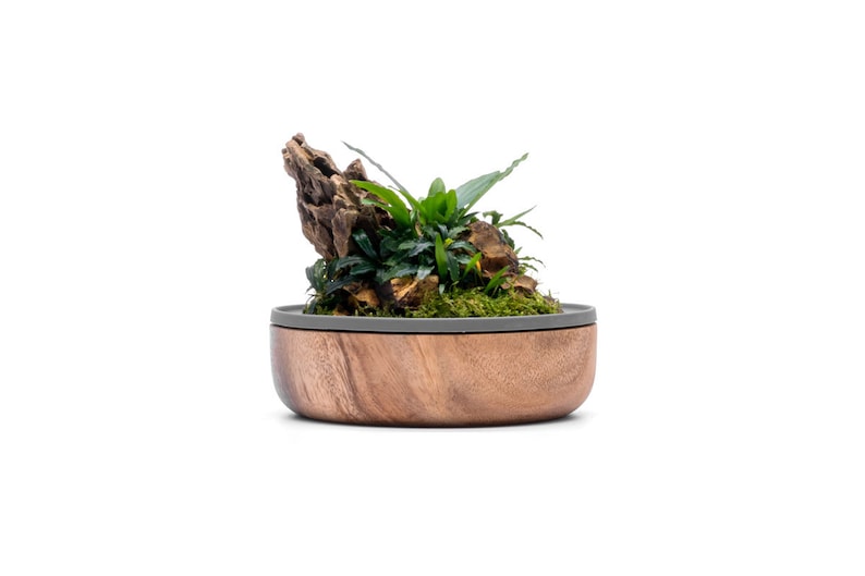May include: A small wooden bowl with a gray rim, containing a miniature indoor garden with green plants, moss, and a piece of driftwood.