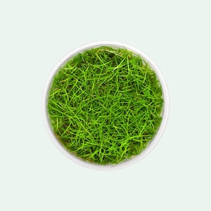 Eleocharis Parvula Hair Grass Mini Tissue Culture Aquatic Plant, Carpet Aquarium Plant