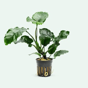 Anubias Emerald Bloom - Live Easy Aquarium Plant, Low Light Aquatic Plants for Planted Aquarium, Freshwater Fish Tank, Betta Fish