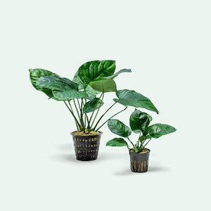 May include: Two potted green plants with large, dark green leaves. The larger plant is in a black plastic pot with a grid pattern. The smaller plant is in a black plastic pot with a vertical grid pattern.