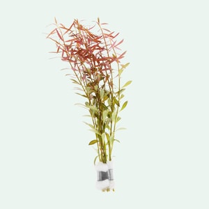 Ludwigia Arcuata Needle Leaf Ludwigia Easy Red Live Aquarium Plants, Live Aquatic Plants for Aquascaping, Stem Plant for Fish Tank Decor