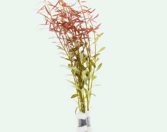 Red Aquarium Stem Plant – Ludwigia Arcuata (Needle Leaf) for Aquascaping and Fish Tanks
