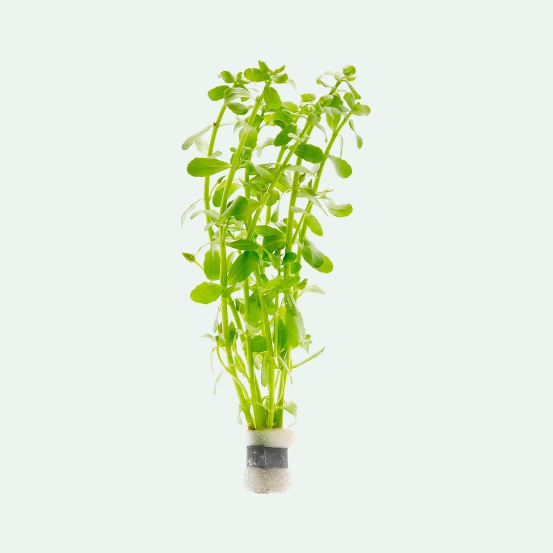 Bacopa Monnieri Live Aquatic Stem Plant, Easy Beginner Aquarium Plants