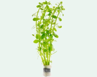 Bacopa Monnieri Live Aquatic Stem Plant, Easy Beginner Aquarium Plants for Planted Tank, Terrarium & Aquascaping, Fish Tank Decoration