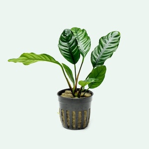 Anubias Barteri Coffeefolia - Unique Live Aquatic Plant for Aquascaping, Planted Aquarium, Nature Aquarium, Terrarium, Paludarium & Vivarium