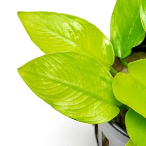 Anubias Nana Golden - Live Aquarium Plants, Low Light Plants for Planted Tank, Planted Aquarium, Betta Splendens Fish Tank, Freshwater Tank
