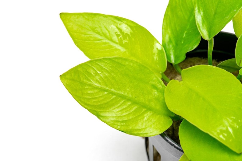 Anubias Nana Golden - Live Aquarium Plants, Low Light Plants for Planted Tank, Planted Aquarium, Betta Splendens Fish Tank, Freshwater Tank
