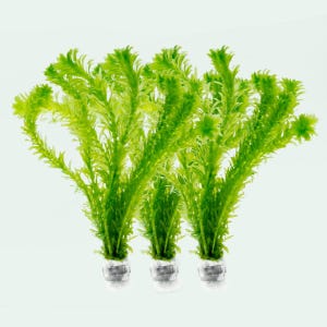 5 Pack - Brazilian Waterweed Egeria Densa, Anacharis | Easy Live Aquatic Plant for Fish Tank, Planted Aquarium, Shrimp Tank, Bettas