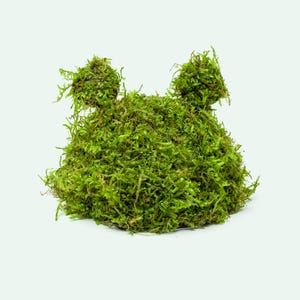 May include: A vibrant green moss arrangement shaped like a bear. The moss is a bright, natural green color, with a dense, textured appearance. The bear shape has two rounded ears and a full body, perfect for craft projects or home decor.