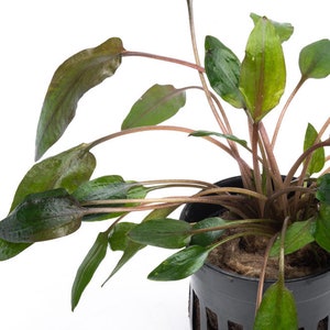 Cryptocoryne Florida Sunset - Glass Aqua