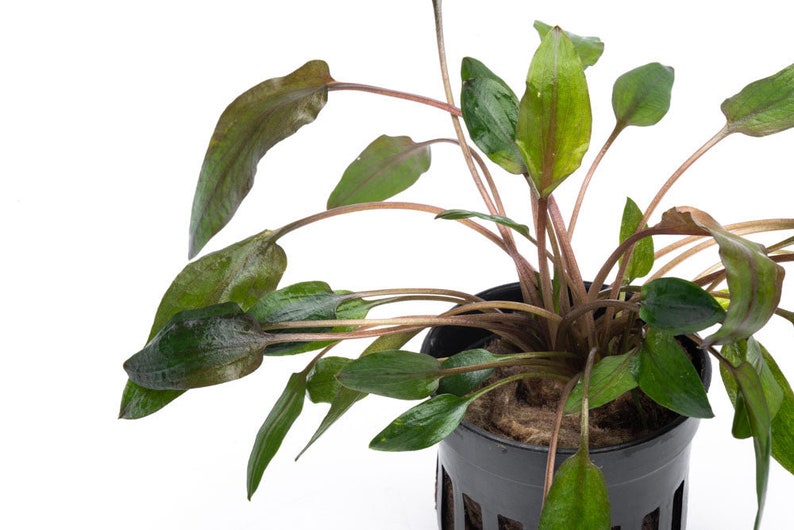Cryptocoryne Florida Sunset - Glass Aqua