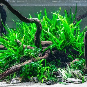 May include: A close-up of a lush green aquarium with a variety of plants and driftwood. The plants are a vibrant green and the driftwood is a natural brown color. The water is clear and the tank is well-maintained.