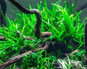 3x Java Fern Microsorum Pteropus on Sale | 3 Pcs Value Pack| Easy Aquatic Plant, Live Aquarium Plant for Planted Tank, Aquascaping