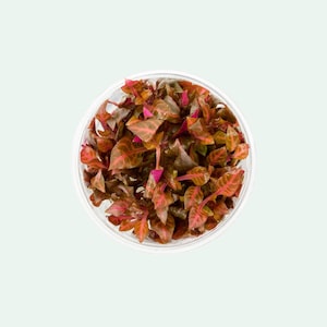 Alternanthera Reineckii &#39;Rosanervig&#39; Tissue Culture, Live Aquarium Plants, Super Red Plants, Aquatic Plant,  Fish Tank Decorations
