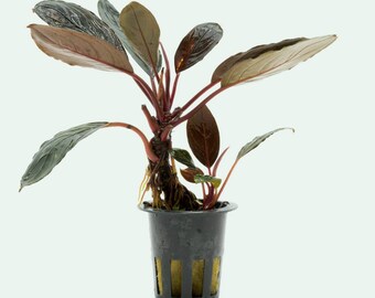 Bucephalandra Kishii, Beautiful Aquatic Plant Landed On
