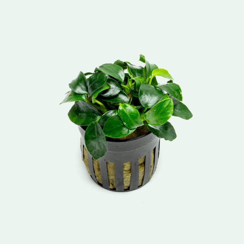 Anubias Nana Petite - Value Pack