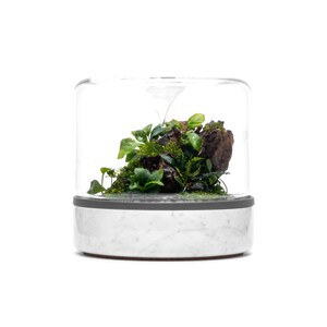 May include: A white marble base with a clear glass dome containing a small terrarium with green plants and a piece of brown driftwood.