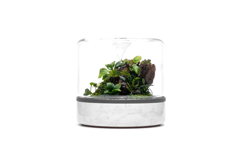 May include: A white marble base with a clear glass dome containing a small terrarium with green plants and a piece of brown driftwood.