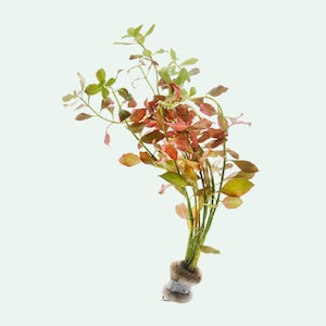 Ludwigia Ovalis Rare Pink Live Aquarium Plants, Easy Aquatic Plants, Freshwater Plant for Beginner Aquarist, Fish Tank Decoration