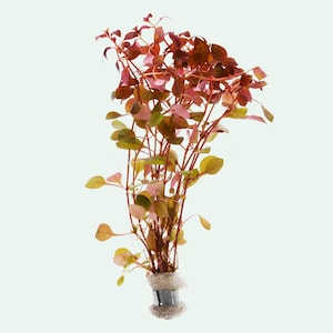 Ludwigia Natans Live Aquarium Stem Plant for Planted Tank, Aquatic Live Plants for Aquascape, Red Aquarium Plant, Plants for Fish Tank Decor