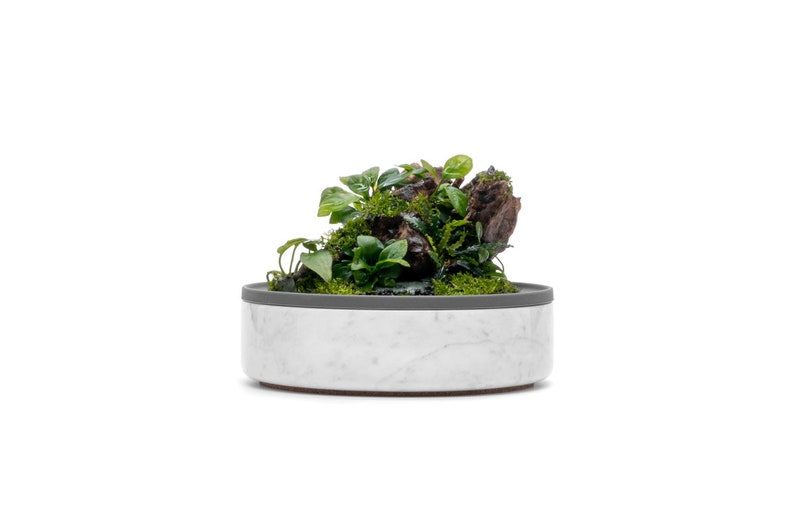 May include: A white marble planter with a gray rim, featuring a small green plant and a piece of driftwood.
