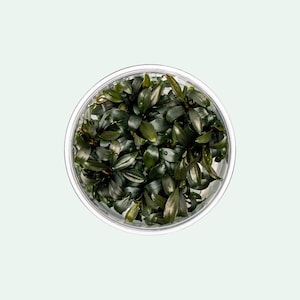 May include: A close-up of a clear plastic container filled with dark green aquatic plants. The plants are densely packed together and have a glossy, wet appearance.