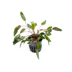 Cryptocoryne Florida Sunset - Glass Aqua
