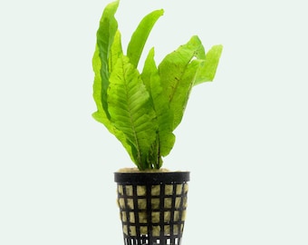 Java Fern Microsorum Pteropus, Live Aquatic Plant for Aquarium and Terrarium, Live Aquarium Plants, Fish Tank Plants. Aquarium Decoration