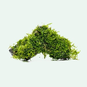 May include: A vibrant green moss specimen, showcasing a dense, textured appearance. The moss is a bright, natural green color, with a slightly irregular shape. The background is a clean, white surface, highlighting the moss's texture and color.