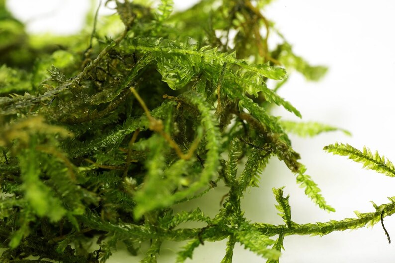 Java Moss-Live Moss Aquarium Plant, Fish Tank Plants, Beginner Aquatic Plants, Fish Tank Decor, Moss for Aquatic Rocks and Driftwood image 2