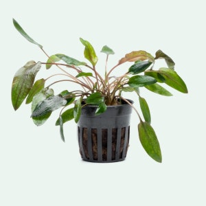 Cryptocoryne Florida Sunset - Glass Aqua