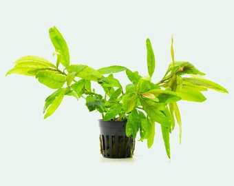 Staurogyne Bihar - Live Aquatic Plant - Live Aquarium Plants - Staurogyne Plants