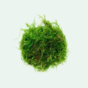 Weeping Moss - Live Aquatic Plant for Planted Aquarium, Live Moss for Terrarium, Fairy Garden, Vivarium, Aquascaping Moss