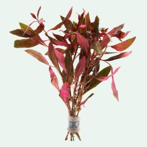 Ludwigia Glandulosa Beginner Live Aquarium Plants, Easy Live Plants for Aquatic Hobbyist, Fish Tank Decorations, Red Live Aquatic Plants