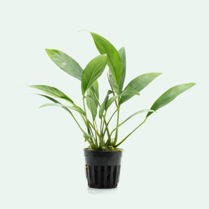 Anubias Congensis, Easy Beginner Live Aquatic Plant for Planted Aquarium or Terrarium, Freshwater Plants for Aquascape, Fish Tank Decor