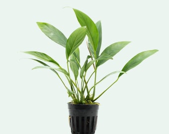Easy Aquarium Plant – Anubias Congensis for Planted Aquariums and Aquascaping