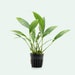 see more listings in the Anubias & Bucephalandra section