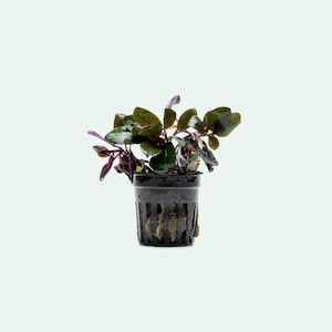 Lobelia Cardinalis (Cardinal Plant &#39;Dwarf&#39;) Live Aquarium Plant, Easy Live Aquatic Plants for Aquascape, Freshwater Plants, Fish Tank Decor