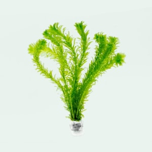 May include: A bunch of green aquatic plants in a small clear plastic pot. The plants have long, thin leaves and are arranged in a fan shape.